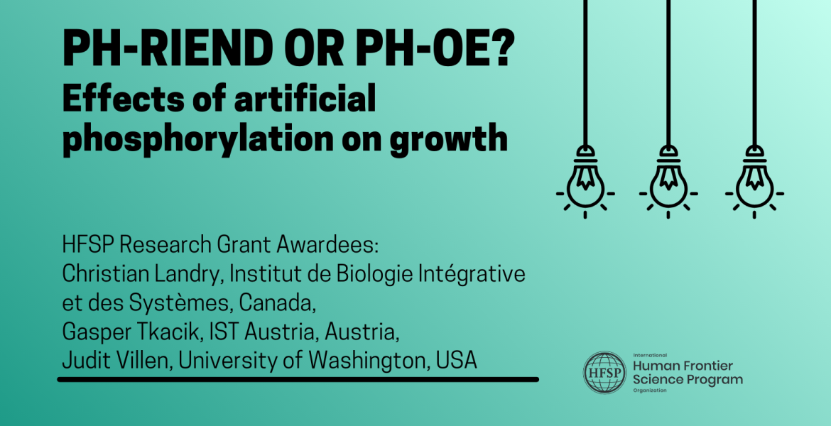 Ph-riend or Ph-oe?: effects of artificial phosphorylation on growth