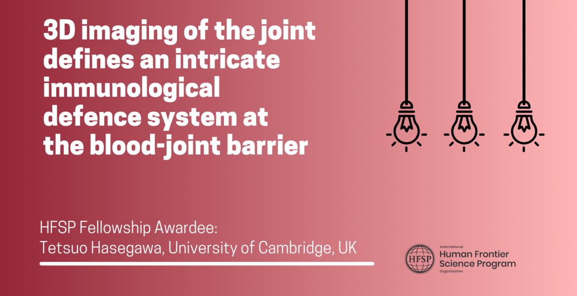3D imaging of the joint defines an intricate immunological defence system at the blood-joint barrier