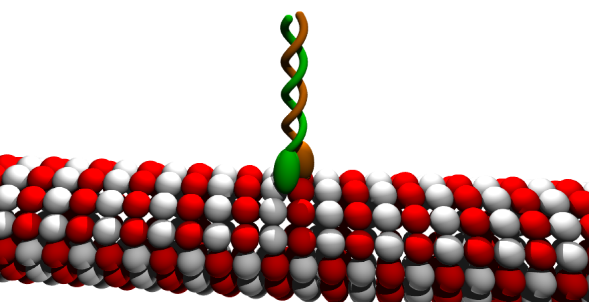 Kenesin Protein. Copyright: Moez. Creative Commons Attribution-Share Alike 3.0 Unported 