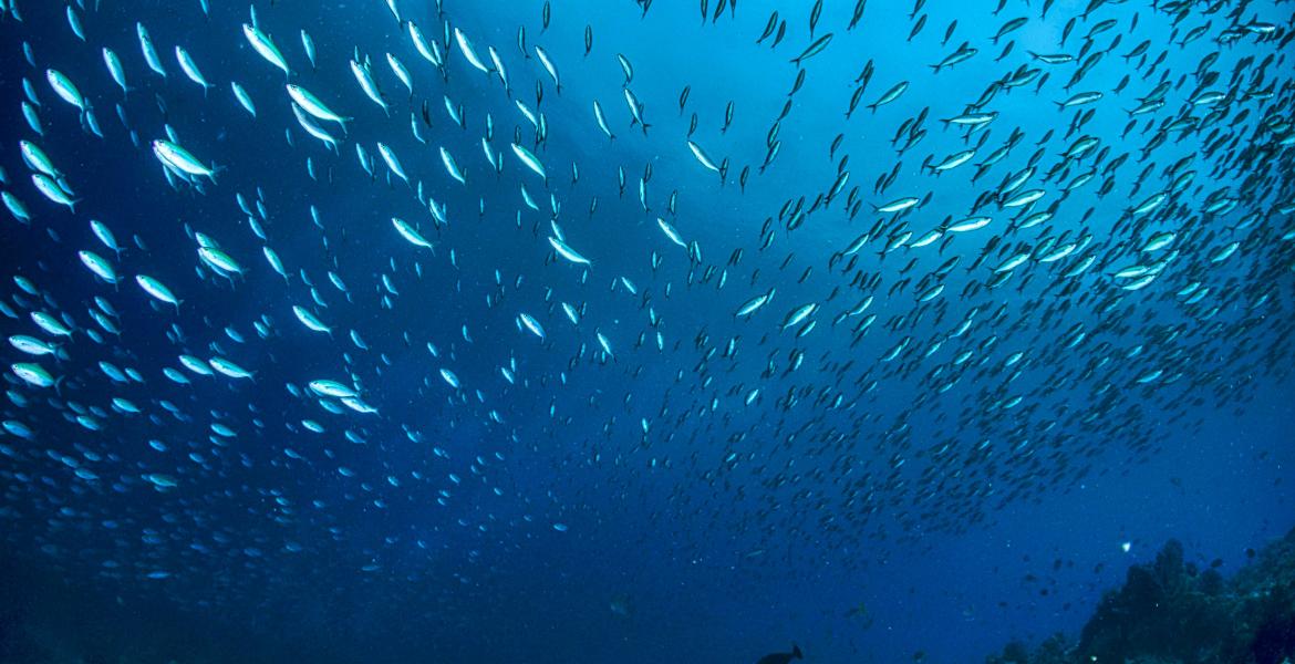How undulatory animals control their locomotion in water and on land 