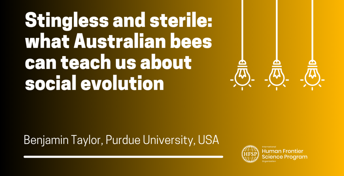 Stingless and sterile: what Australian bees can teach us about social evolution