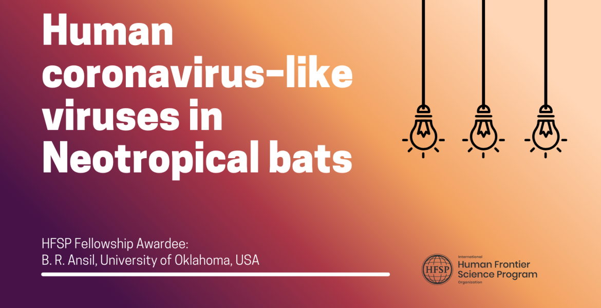 Human coronavirus–like viruses in Neotropical bats