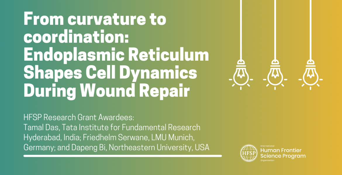 From curvature to coordination: Endoplasmic reticulum shapes cell dynamics during wound repair