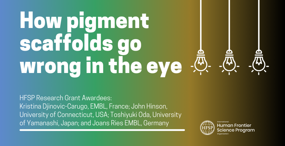 How pigment scaffolds go wrong in the eye