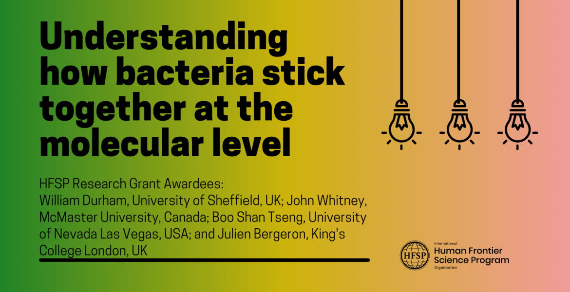 Understanding how bacteria stick together at the molecular level