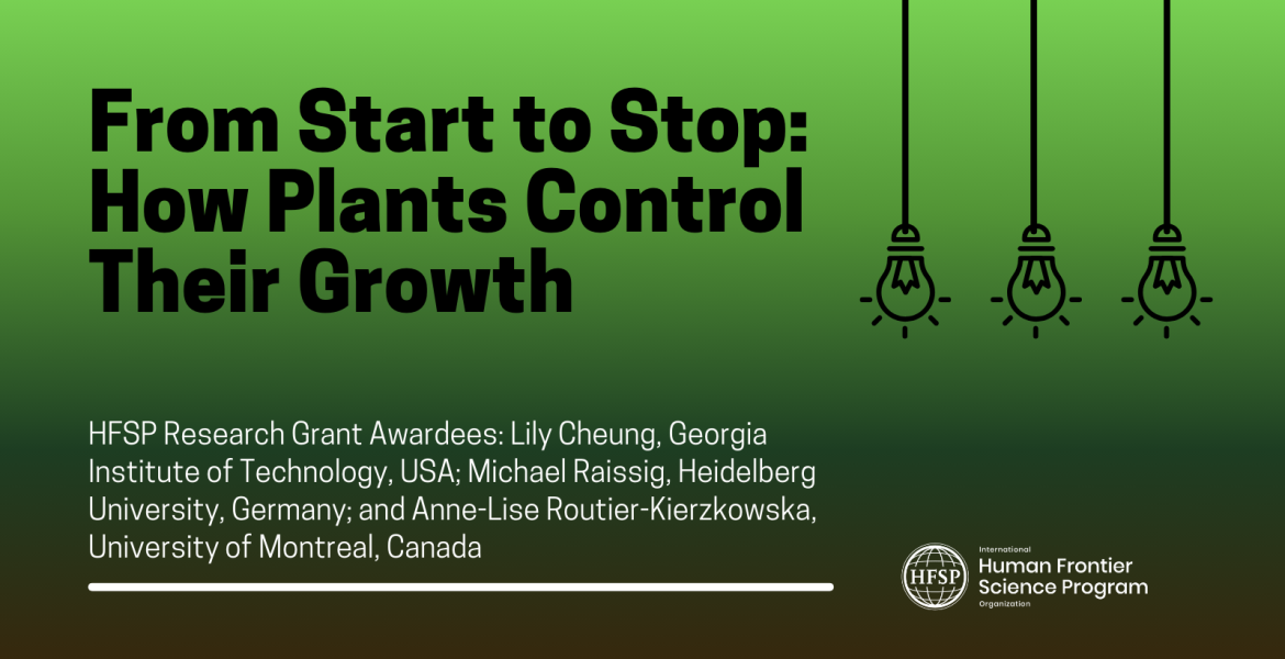 From Start to Stop: How Plants Control Their Growth