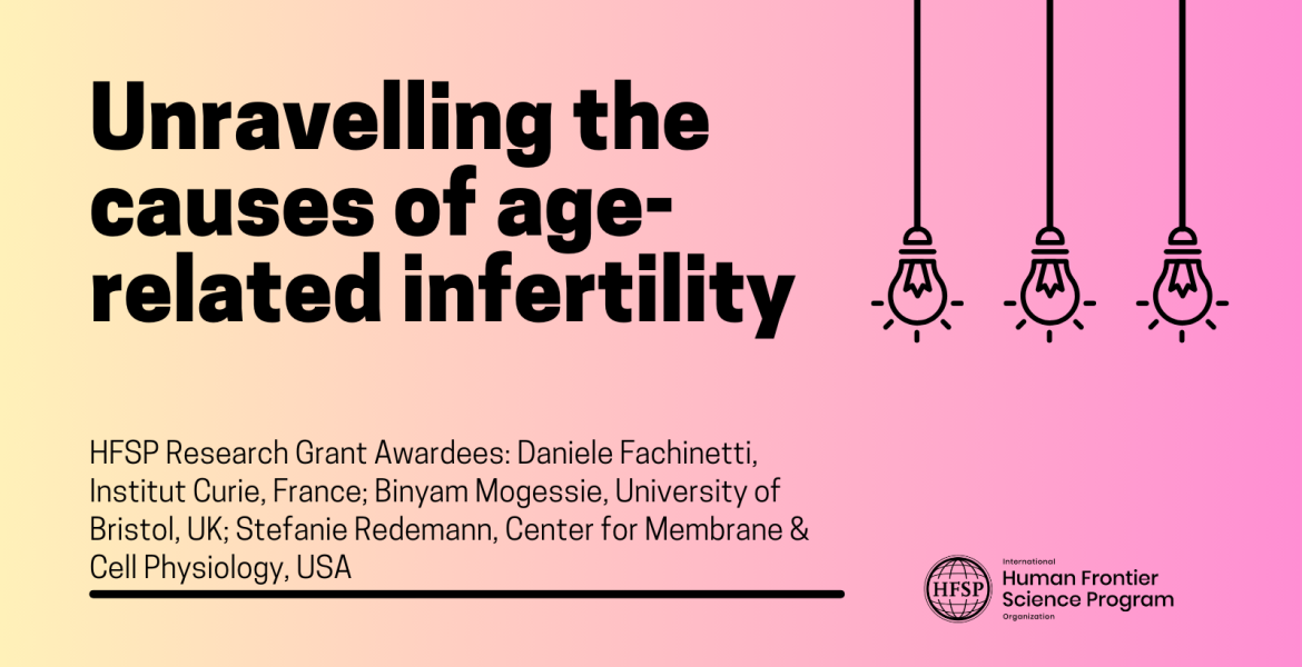 Unravelling the causes of age-related infertility