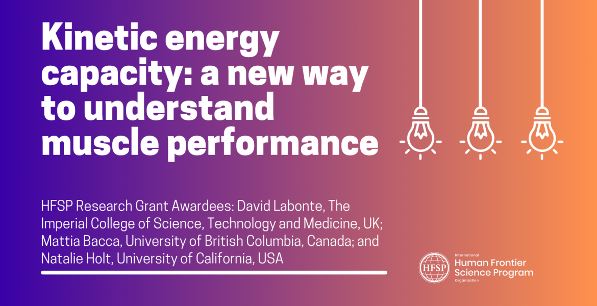 Kinetic energy capacity: a new way to understand muscle performance