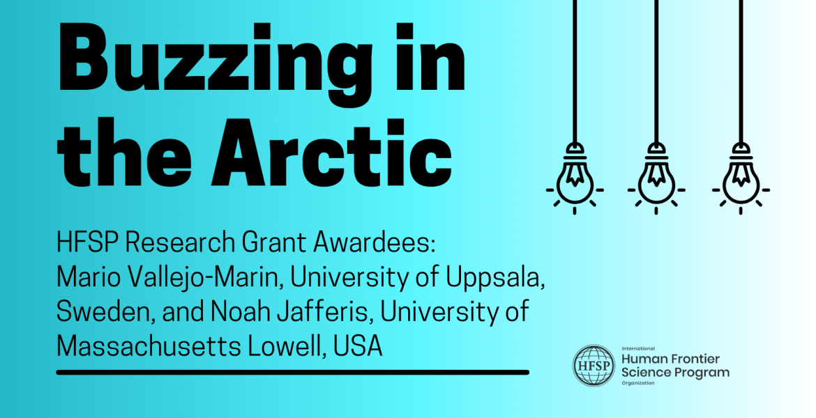 Buzzing in the Arctic