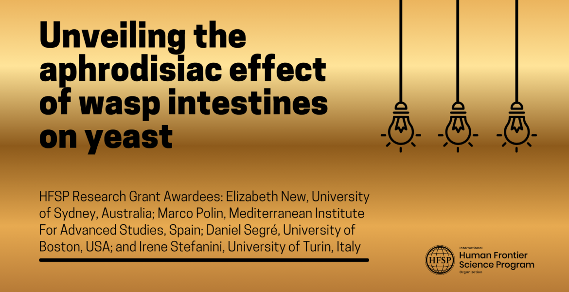 Unveiling the aphrodisiac effect of wasp intestines on yeast