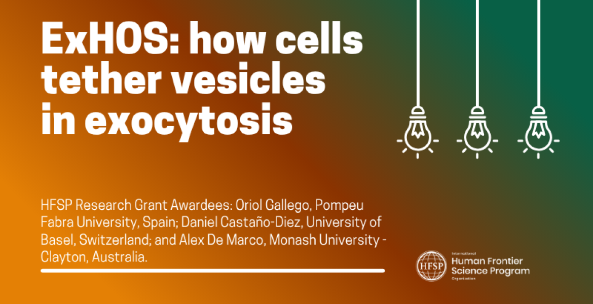 ExHOS: how cells tether vesicles in exocytosis