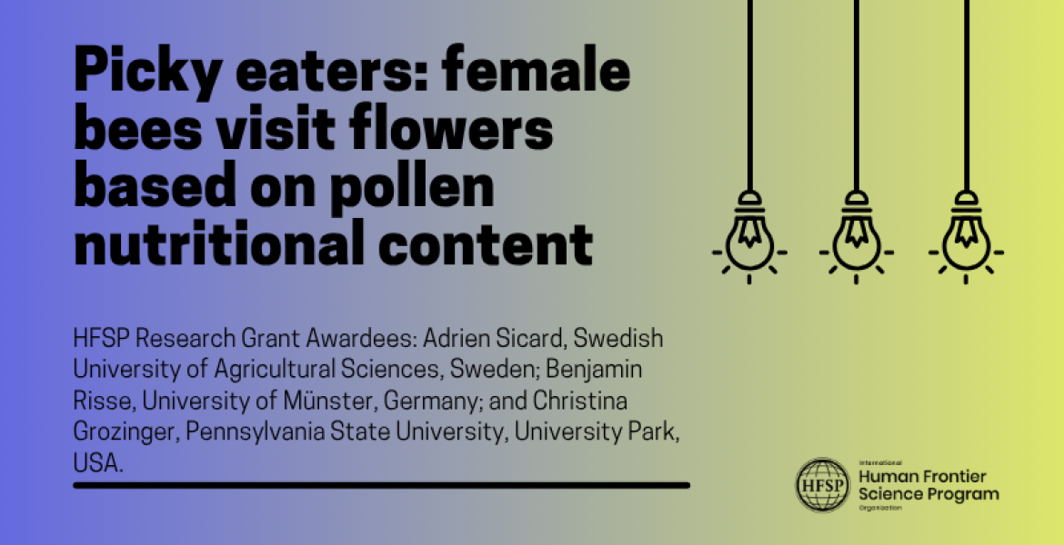 Picky eaters: female bees visit flowers based on pollen nutritional content