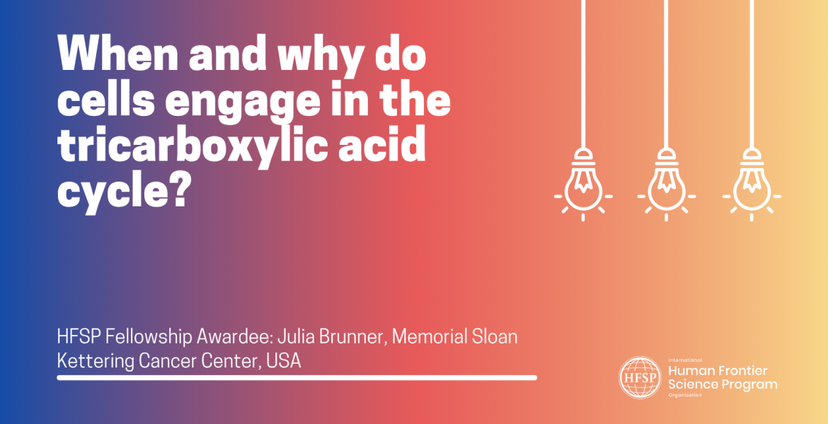 When and why do cells engage in the tricarboxylic acid cycle?
