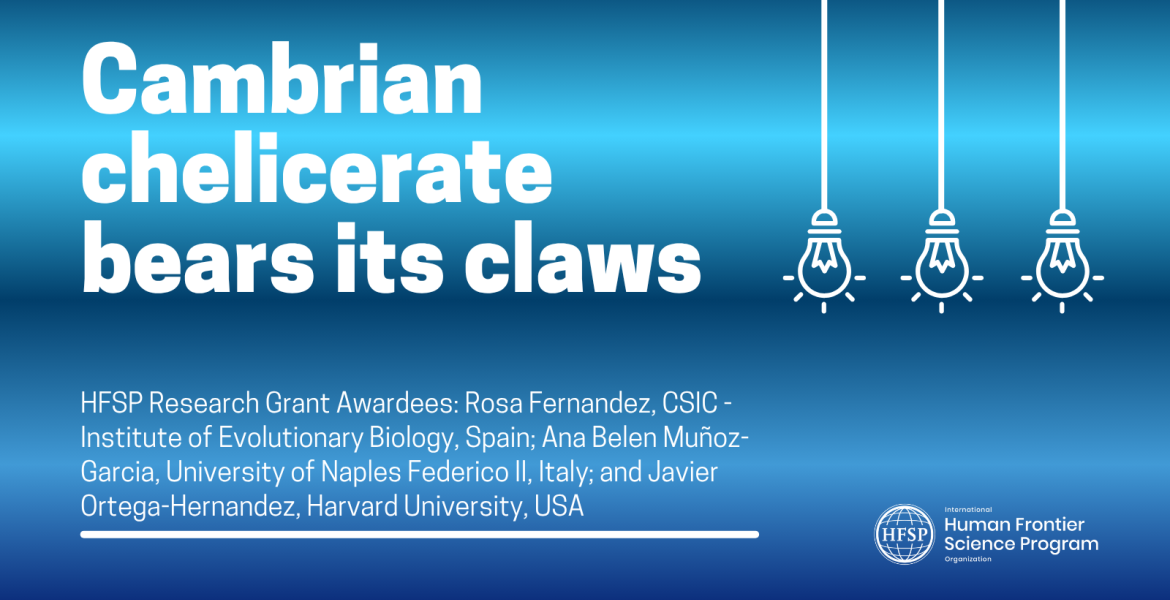 Cambrian chelicerate bears its claws