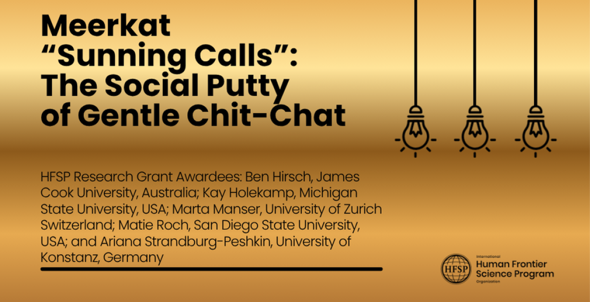Meerkat “Sunning Calls”: The Social Putty of Gentle Chit-Chat