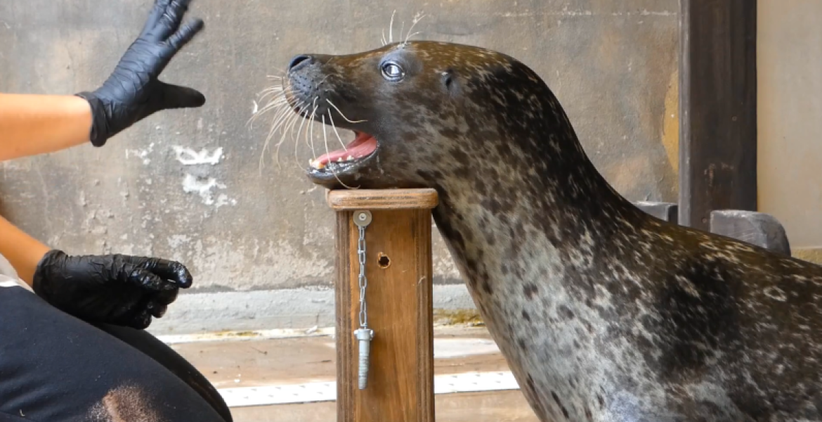 Did Life Underwater Teach Mammals to Keep a Beat?