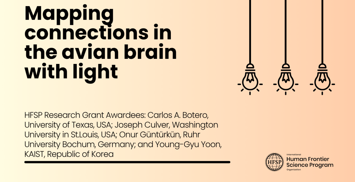 Mapping connections in the avian brain with light