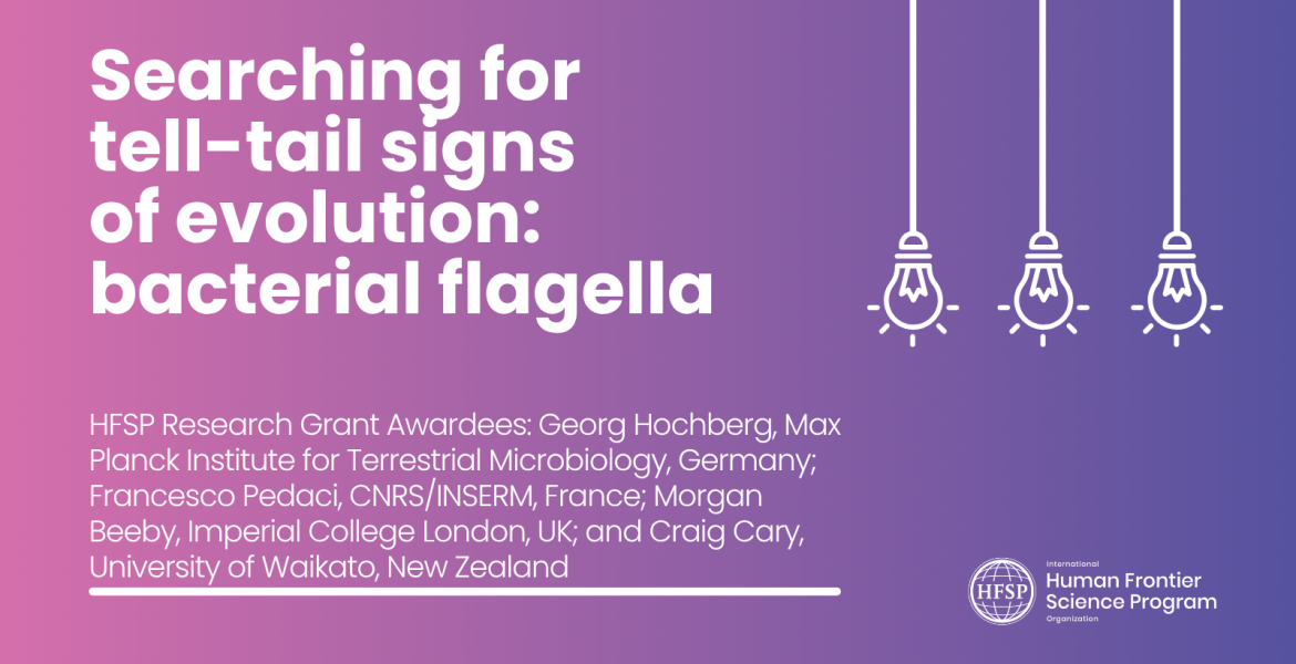 Searching for tell-tail signs of evolution: bacterial flagella