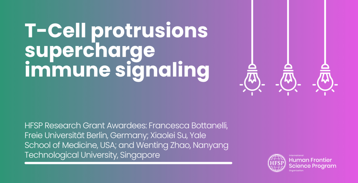 T-Cell protrusions supercharge immune signaling