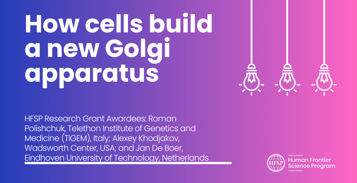 How cells build a new Golgi apparatus
