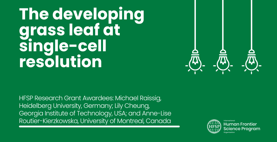 The developing grass leaf at single-cell resolution