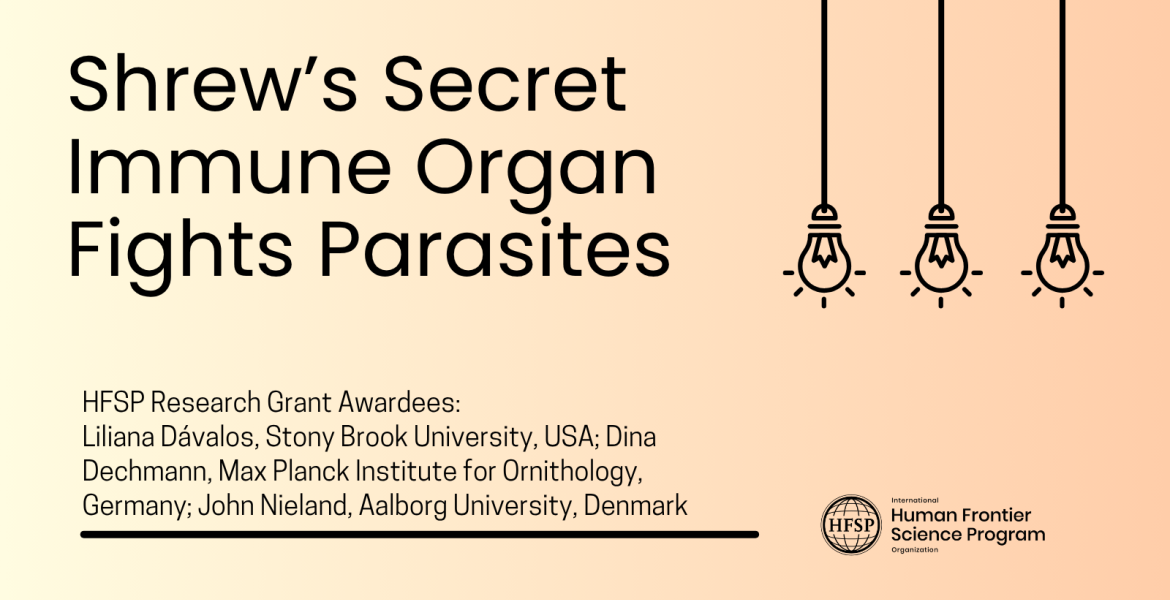 Shrew’s Secret Immune Organ Fights Parasites