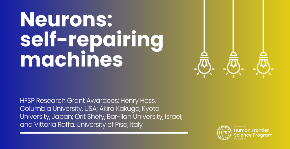 Neurons: self-repairing machines