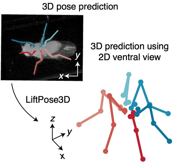 3D pose estimation enables virtual head fixation in freely moving rats -  ScienceDirect