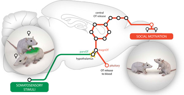 Great Oxytocin And Touch As A Form Of Love Expression In Relationships  The ultimate guide 