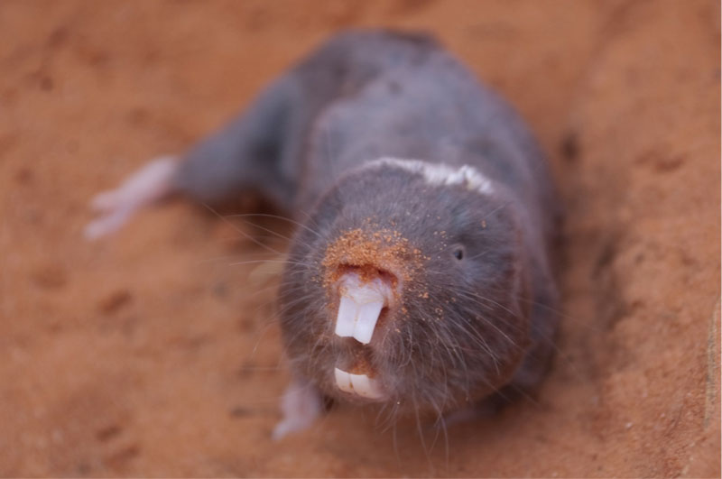 Mole rat defies natural selection